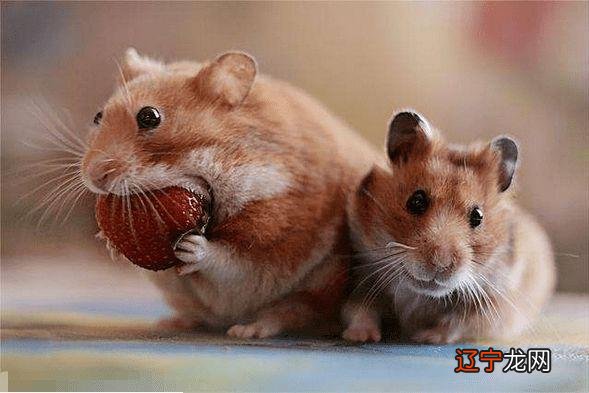 属鼠风水堂：96鼠女和90马男的婚姻