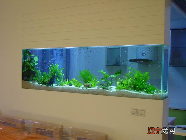 什么年纪适合学风水_养鱼风水_什么人适合养鱼风水学