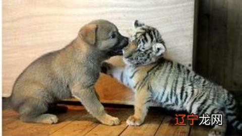 图 属狗的属相与哪个属相不合？