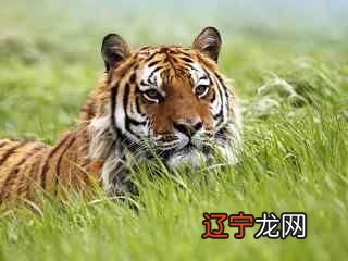 2016-07-23 取名时有哪些吉祥文雅字值得参考