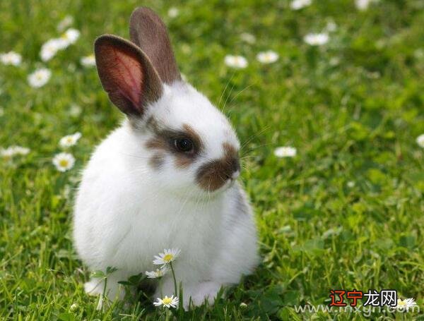 风水堂:梦见兔子是什么意思?