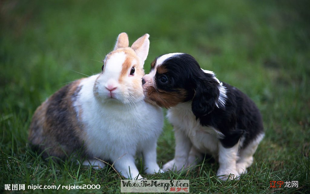 风水堂:梦见兔子是什么意思?