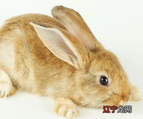 风水堂:梦见兔子是什么意思?