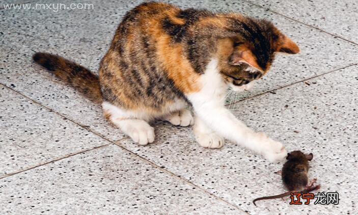 图 要是梦见猫,往往是不吉利的征兆?