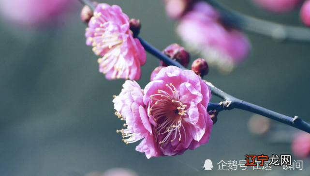 你的姓名里面带有桃花吗?旺桃花的名字