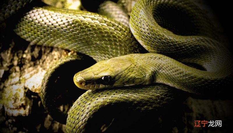 风水堂:梦见蛇,预示即将到来的灾难