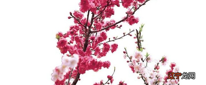 2020年星座桃花运年那些生肖的桃花运最旺?