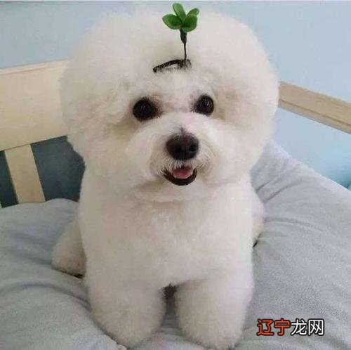 金牛座最怕哪个星座金牛座和什么星座最配第一星座星座