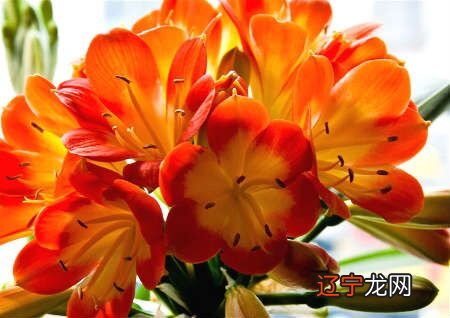 慈世堂:家中养花的摆放禁忌,你知道吗?