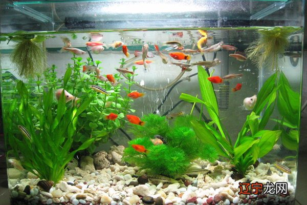 收藏 【李向东】养鱼口诀一三五七,值得收藏!