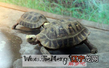 风水堂:女人梦见乌龟爬到脖子底下吓醒了