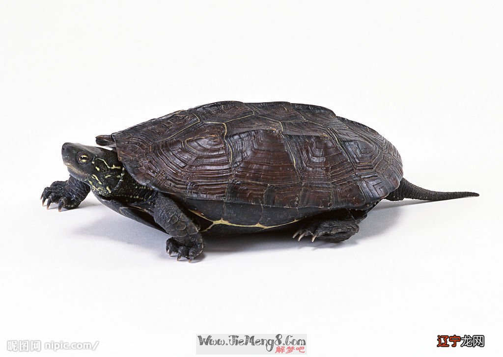 风水堂:女人梦见乌龟爬到脖子底下吓醒了