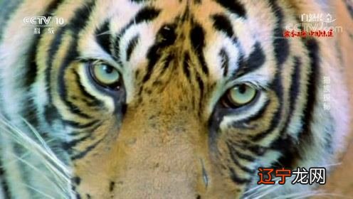 磊落在四季出生的属虎人性格特点分别有哪些不同