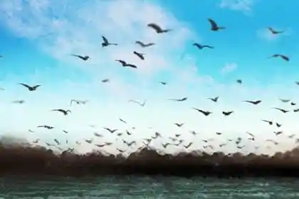 盲派风水堂：盲派命理高级班教程命理