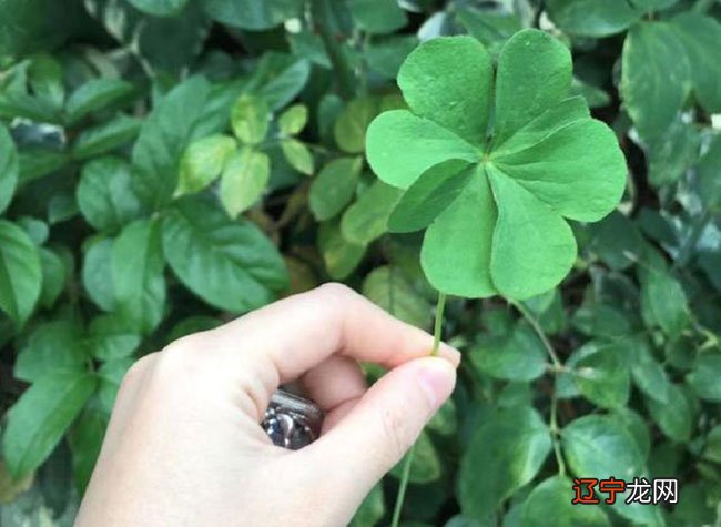 女孩起名生辰八字起名用什么APP?免费根据生辰八字起名字女孩