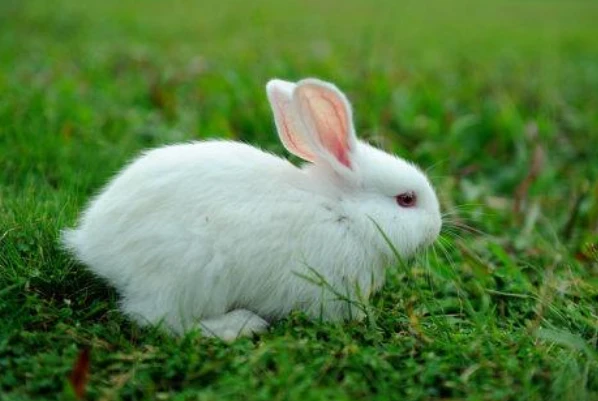 1975年属兔的和什么属相最配,你知道这是怎么回事?