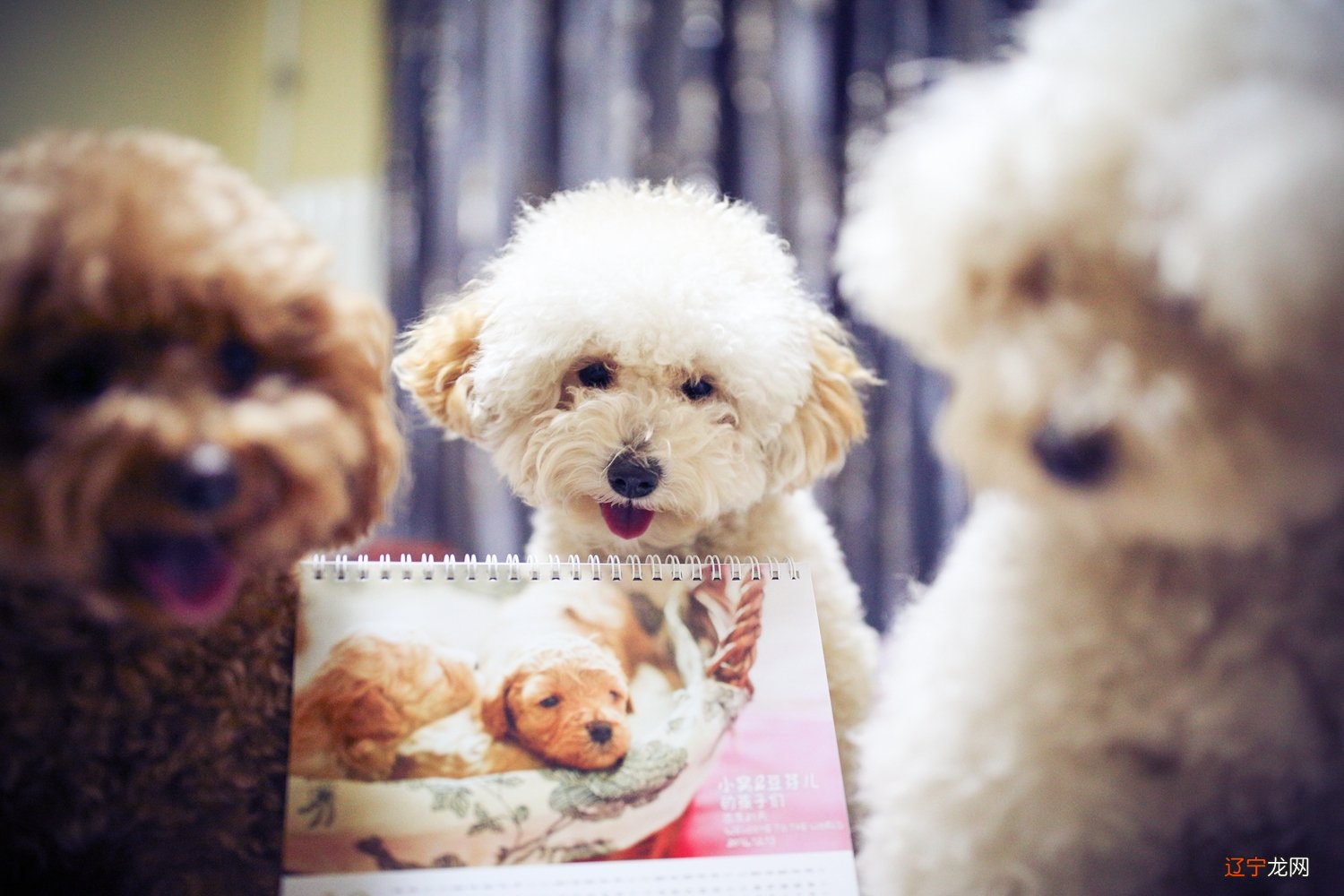 狗和狗属相能配夫妻吗_男的属狗配什么生肖_生肖羊男和什么生肖配