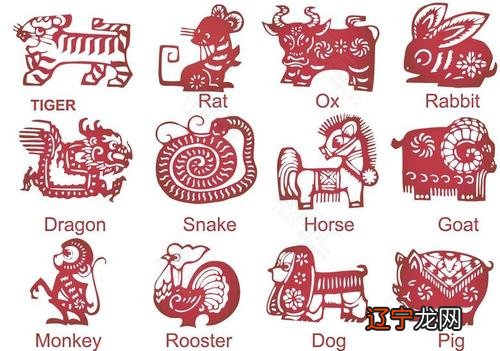 图 1995年属猪一生的命运95年运势大全解读