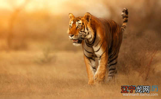 与属虎的生肖最配的是什么属相最配虎