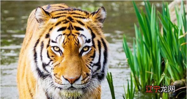 生肖蛇女和生肖虎男配_生肖虎的五行属什么的_属虎和什么生肖最配