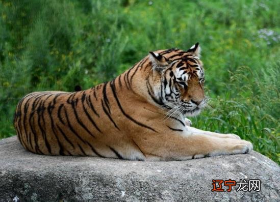 小编风水堂：生肖虎的年月日运势如何