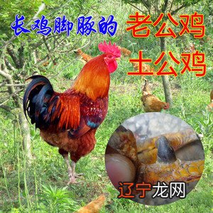 属鸡的人在2016年属鸡人的属相婚配到底怎么样