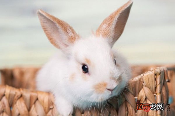 图 99年的兔女孩婚配哪种属相?