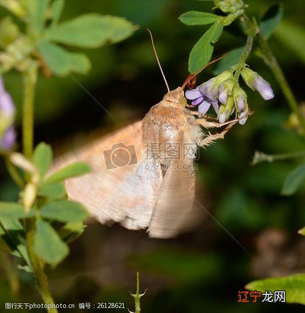 假如我是一只小虫子，我想变成一只毛毛虫！！