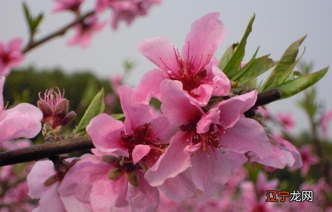 从八字命理看桃花运旺的人是什么样的？