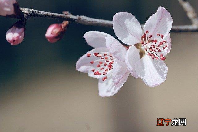 从八字命理看桃花运旺的人是什么样的？