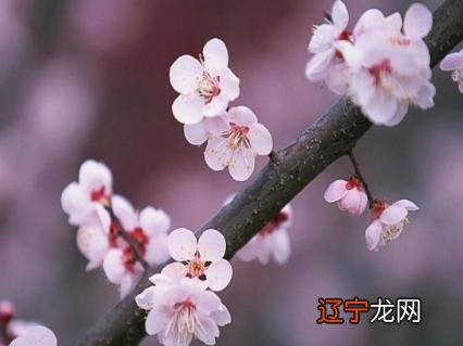 从八字命理看桃花运旺的人是什么样的？