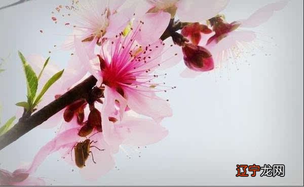 从八字命理看桃花运旺的人是什么样的？