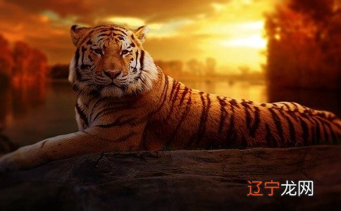 组图 2022年属虎周姓女孩取名字大全带解释推荐