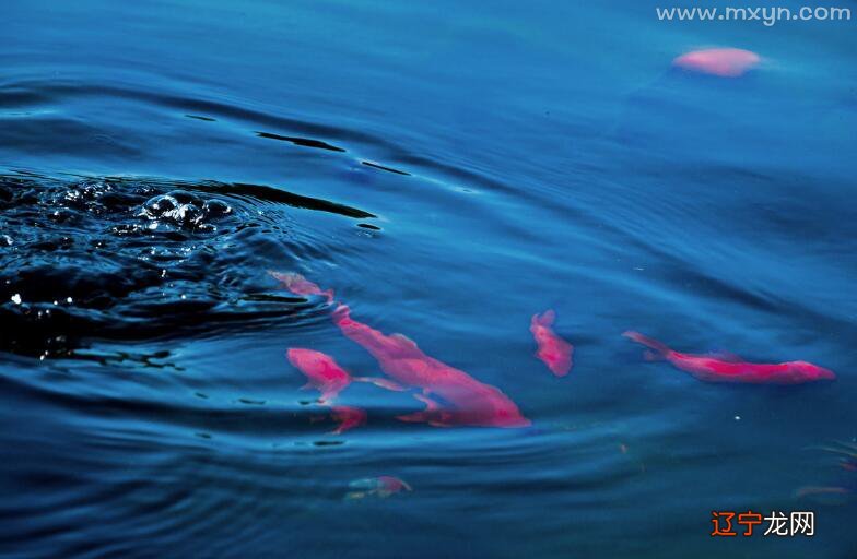 不妨风水堂:梦见鱼在浅水中挣扎