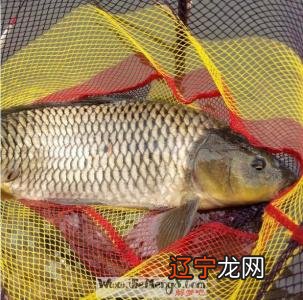 梦见捉鱼,预示着生活会幸福!人或场景的寓意