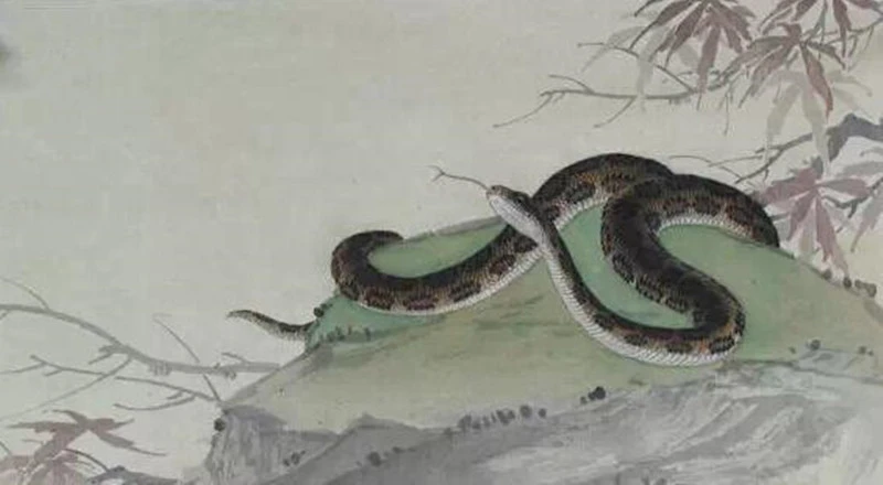 不同年份属蛇的2022年几岁93岁虚岁94岁