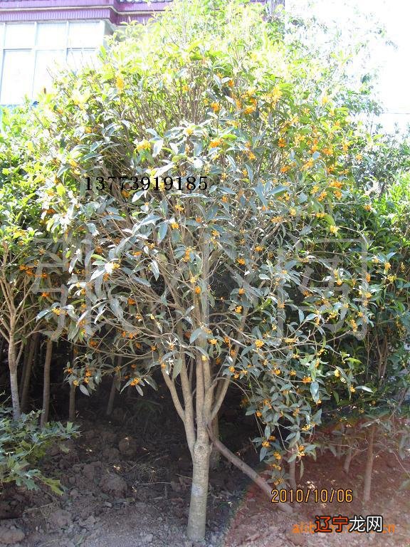 二 庭院种植的吉祥风水植物，你知道吗？