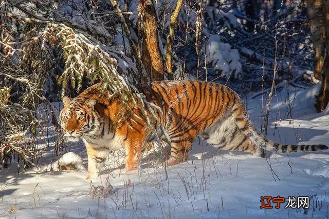 五月的时候有一个桃花运的生肖,有你吗?