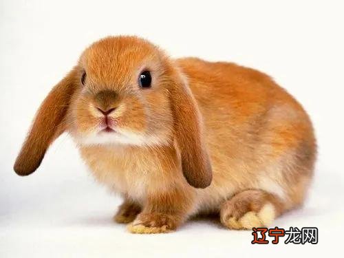 五月的时候有一个桃花运的生肖,有你吗?