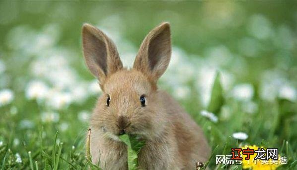 五月的时候有一个桃花运的生肖,有你吗?