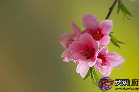 风水堂:桃花命是什么意思?解析什么是八字桃花