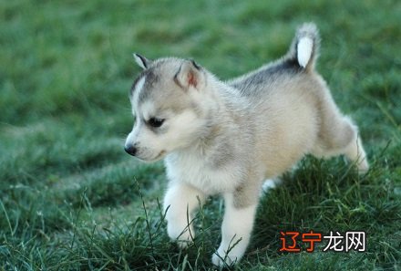 组图 1982年属狗的人2019年整体运势运程