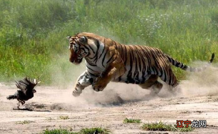 组图 属虎的人和十二属相婚配的不同命运分析