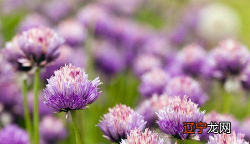 2020属猪的运势和财运属羊人鼠年全年运势及运程，属羊人年运势