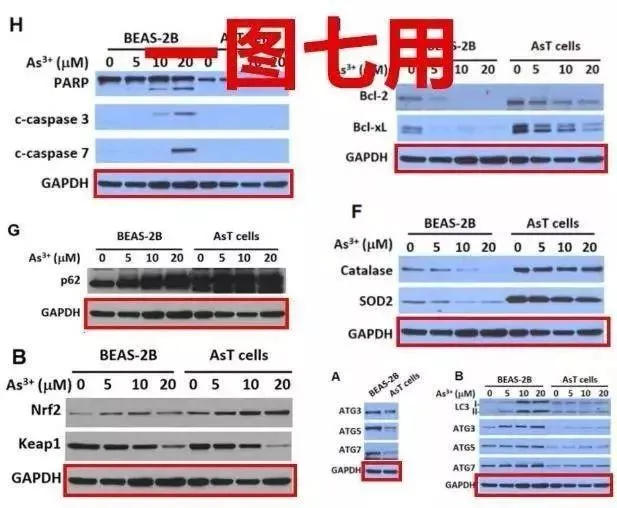 2019年，美国华裔夫妇学术造假，南开校长曹院士论文造假