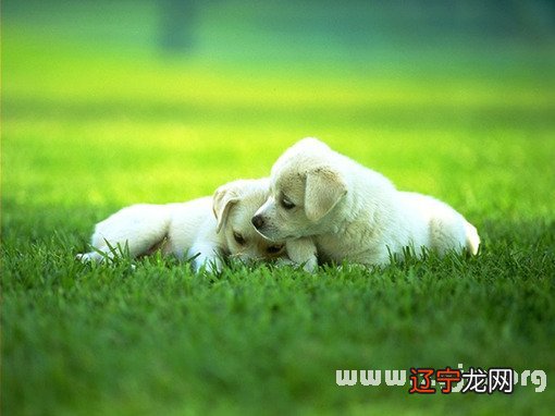 风水堂:梦见狗吃东西意味着什么?