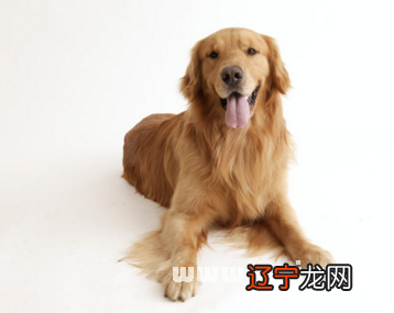 风水堂:梦见狗吃东西意味着什么?