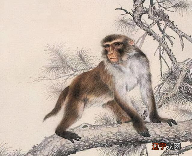 马和猴的生肖婚姻般配吗,你知道吗?
