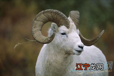 图 12生肖的手机幸运尾号该如何选择呢?