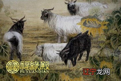 79年腊月的羊是什么到了适婚年龄的男女